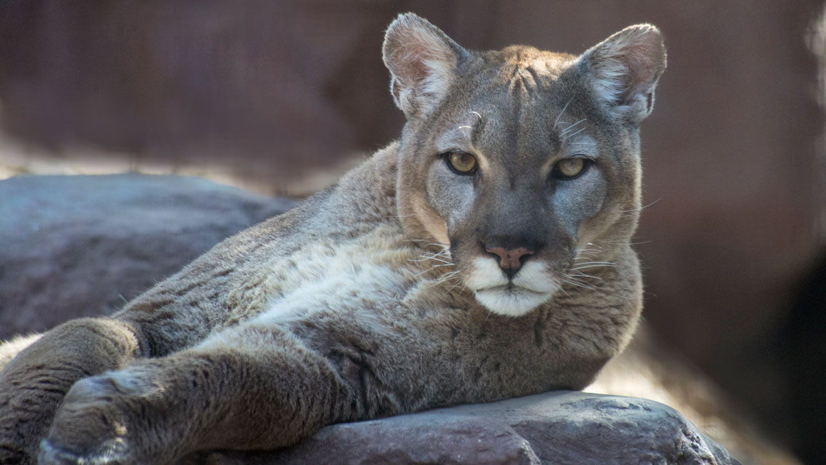 Mountain Lion In Ladies Living Room