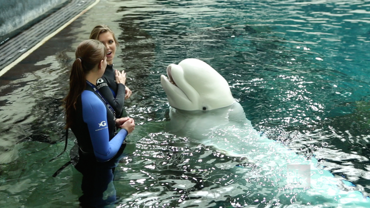 Swim With Beluga Whales At Georgia Aquarium Nbc 7 San Diego