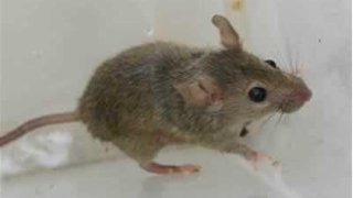 1house_mouse_640x480.jpg