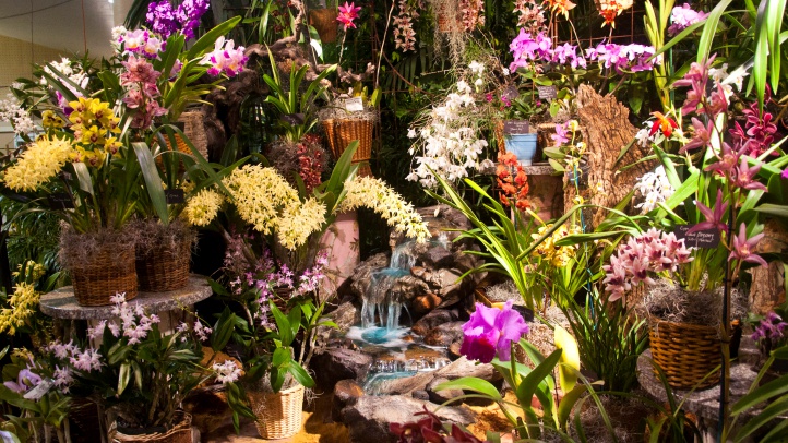 2018OrchidSociety-of-SantaBarbaraDisplay-photoHeidiKirkpatrick