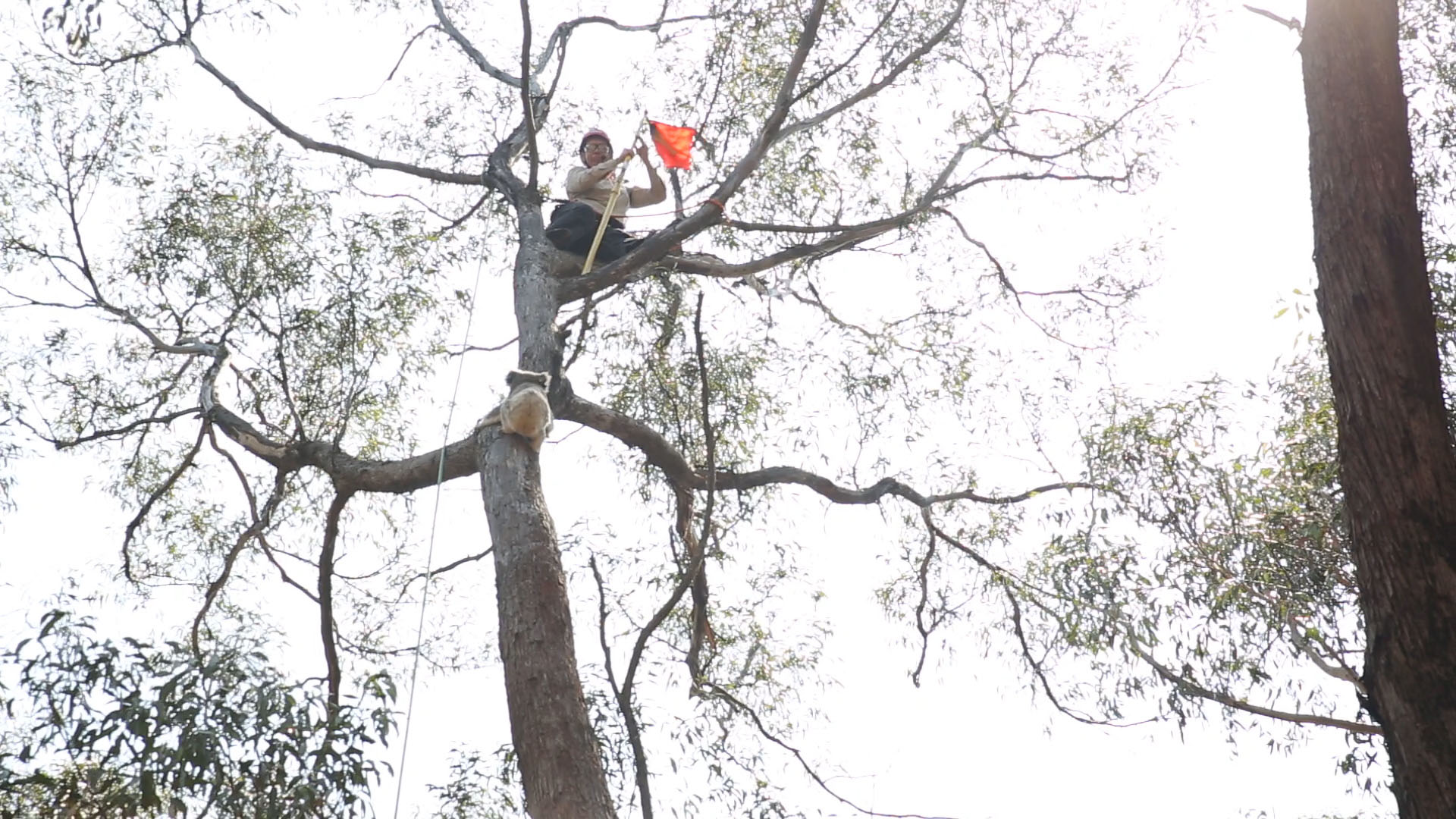 San Diego Zoo Global Commits to Protecting Critically<br />nImportant Koala Population