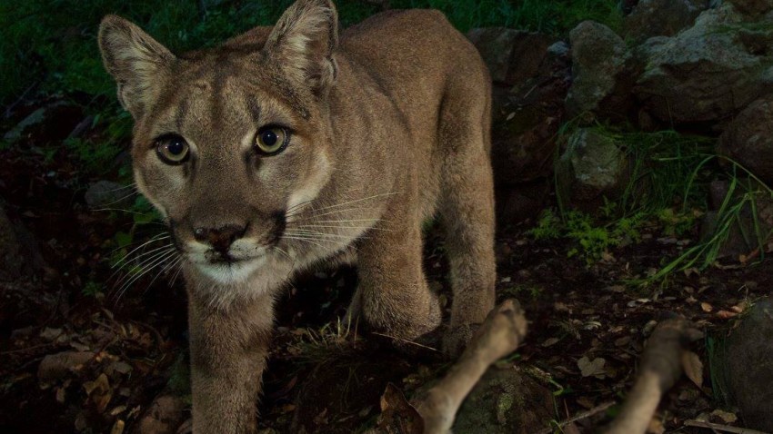 3-5-15 P33 female mountain lion