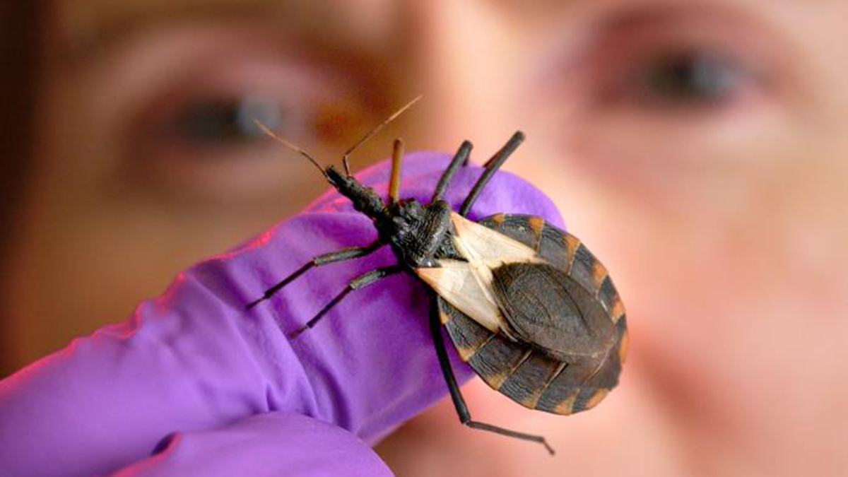 A ‘kiss' from this bug could lead to life-threatening illnesses decades later