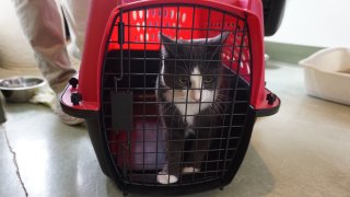 [UGCCHI-CJ-pets]Photos of Adopting Family - Clear the Shelters - PAWS Chicago