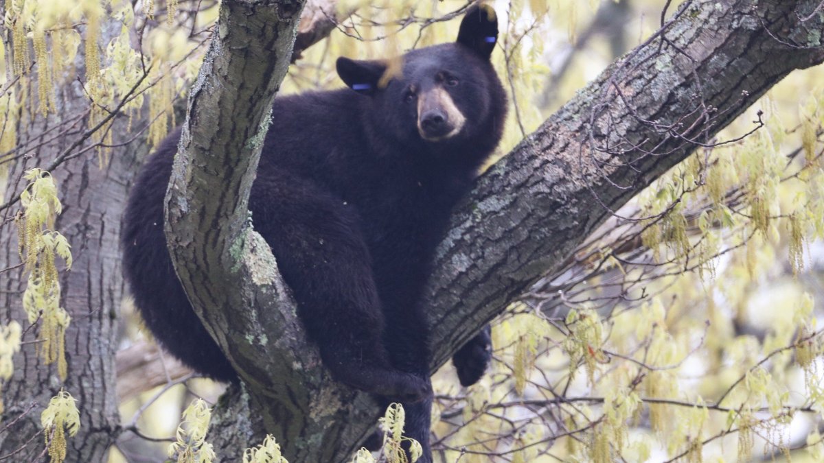 Black Bear Safely Removed After Adventurous Morning in Arlington NBC