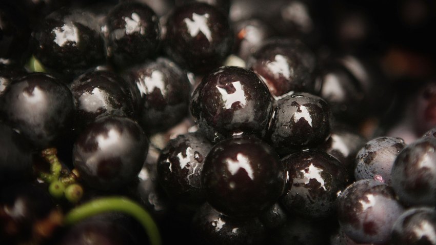 Grape Harvest