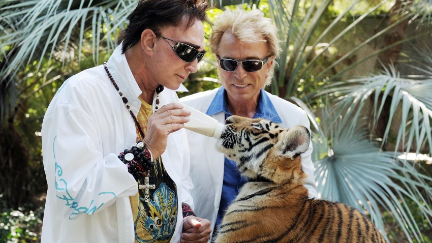 Video Of Siegfried And Roy Tiger Attack Siegfried and Roy Share Stage With Attack Tiger – NBC 7 San Diego