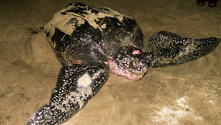 Trinidad and Tobago Indonesia Giant Turtle