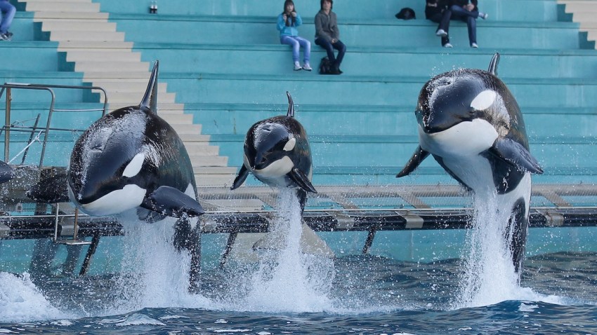 France Killer Whale