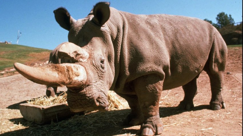 WHITE RHINOCEROUS