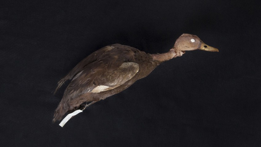 Pink Duck