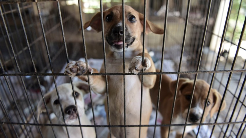 APTOPIX Puerto Rico Hurricane Abandoned Animals
