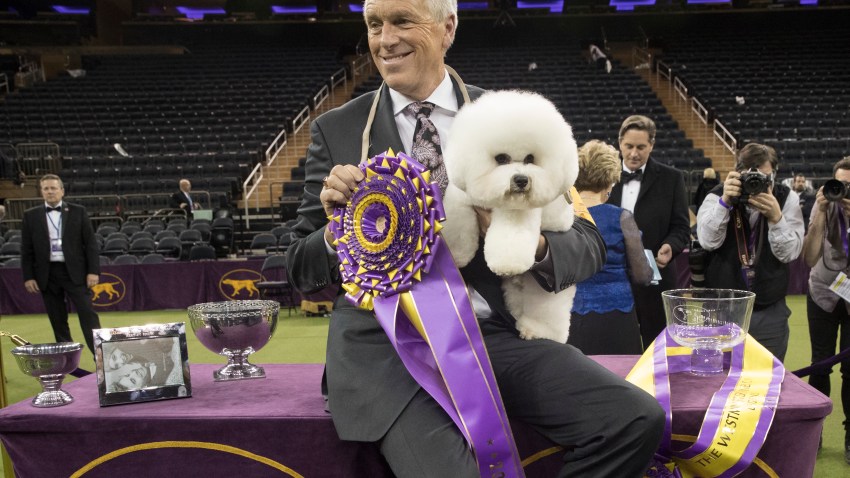 Westminster Dog Show