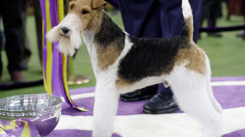 Westminster Dog Show