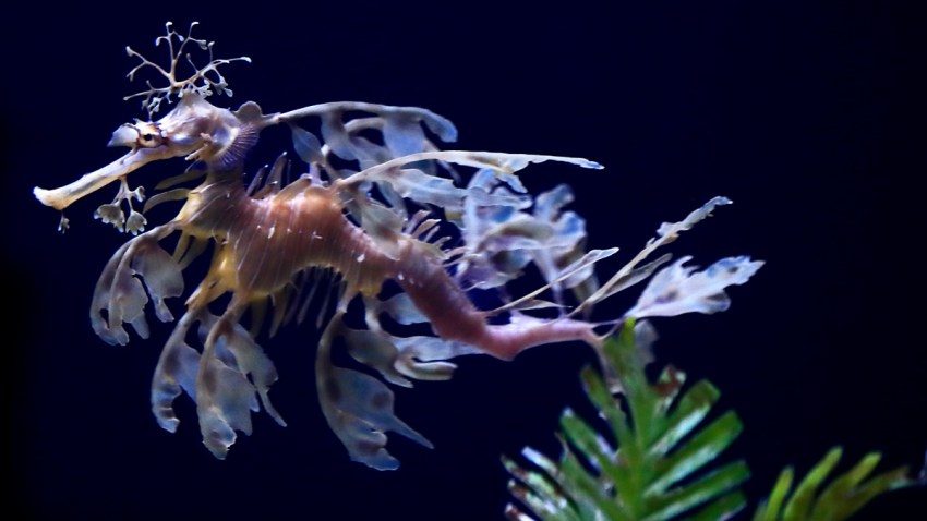 Sea Dragons