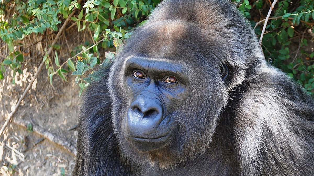 george the gorilla teddy
