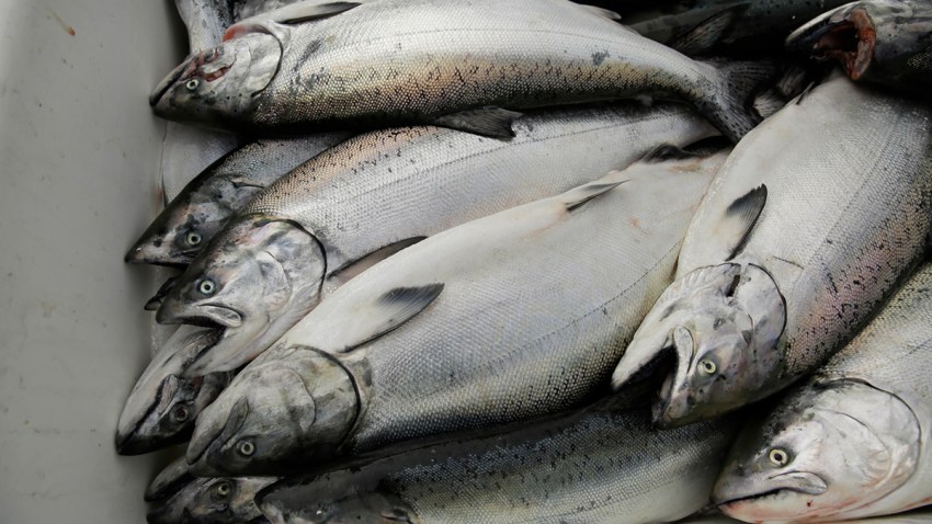 King Salmon Boom