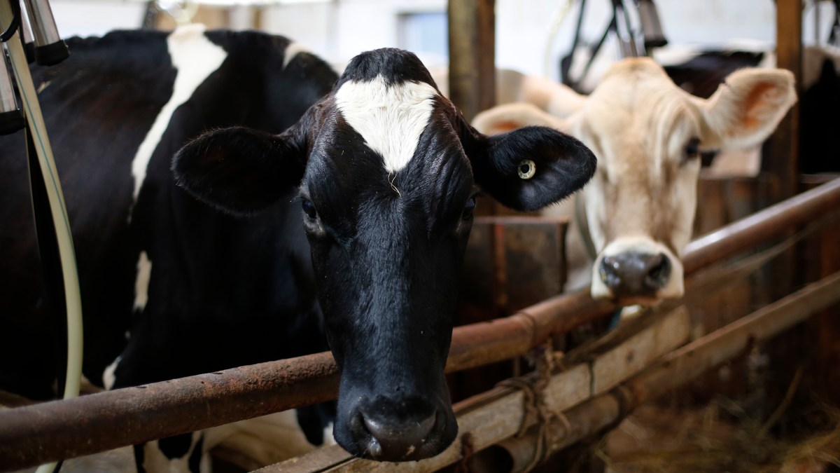 Dairy Farmers Forced to Dump Milk as Demand Drops Amid Coronavirus