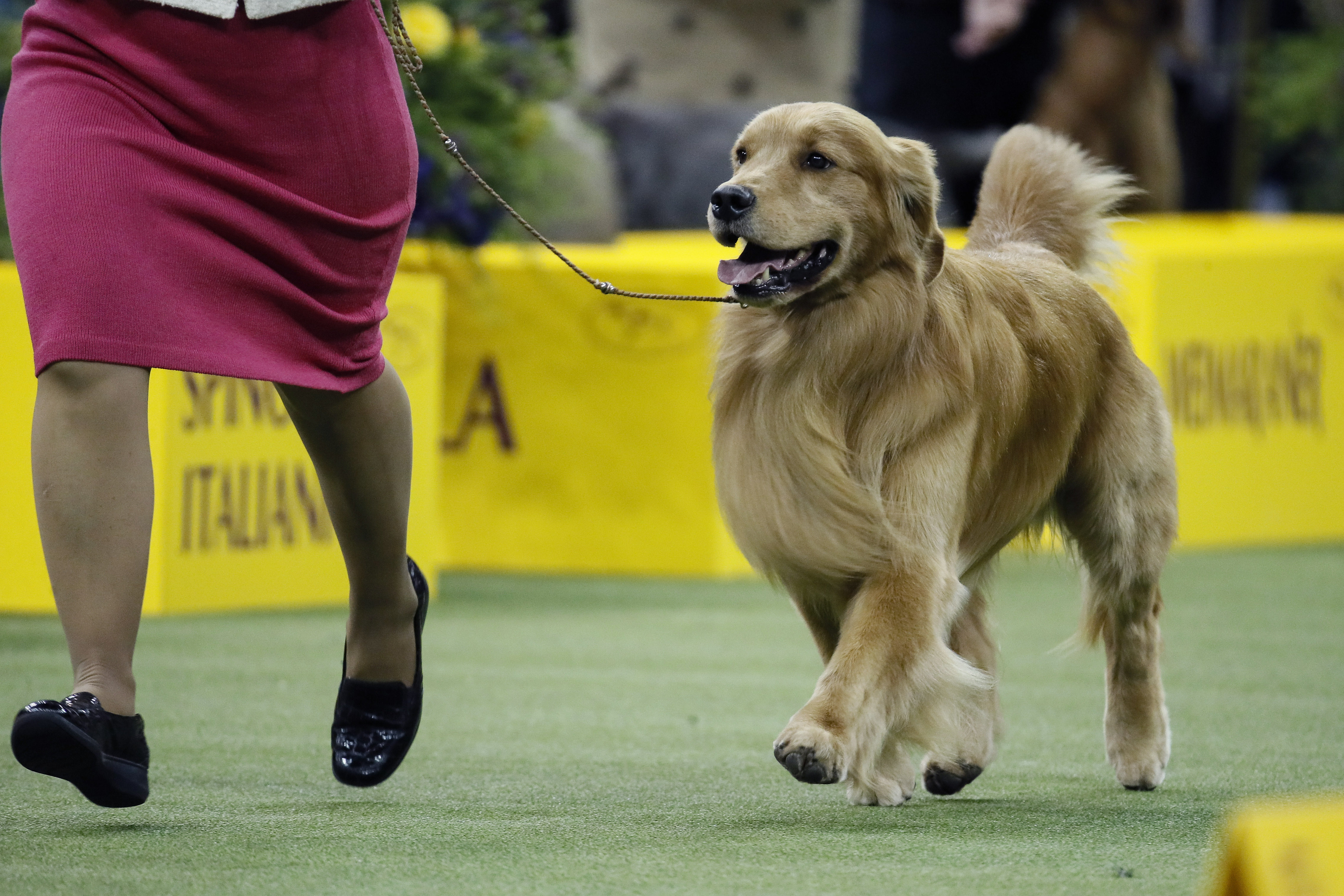 westminster dog show golden retriever