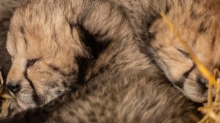 This undated photo provided by the Columbus Zoo and Aquarium shows two cheetah cubs.