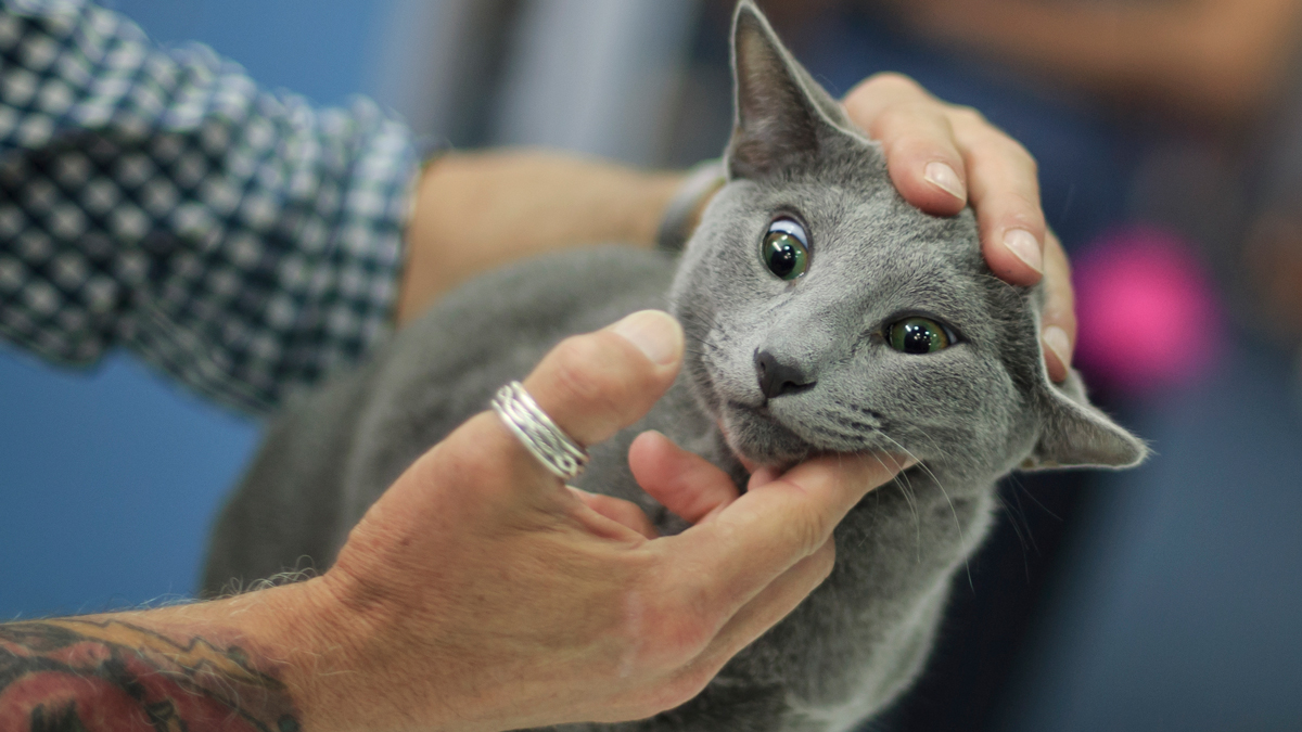 250 Cats Compete In Beauty Contest Nbc 7 San Diego