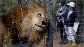 South Africa Lion Airlift