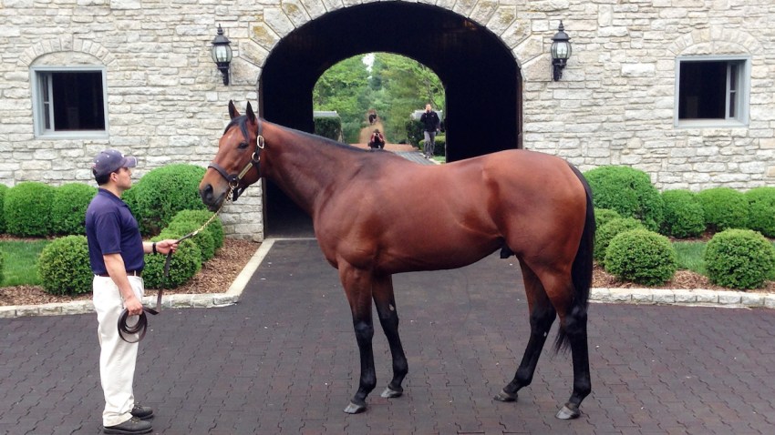 Kentucky Derby American Pharoah Horse Racing