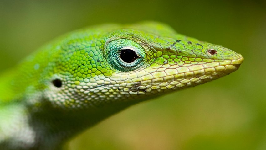 Green Anole Lizard