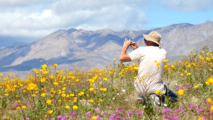 Anza-Borrego-Desert-Blooms-March-2019-ABDNHA-11