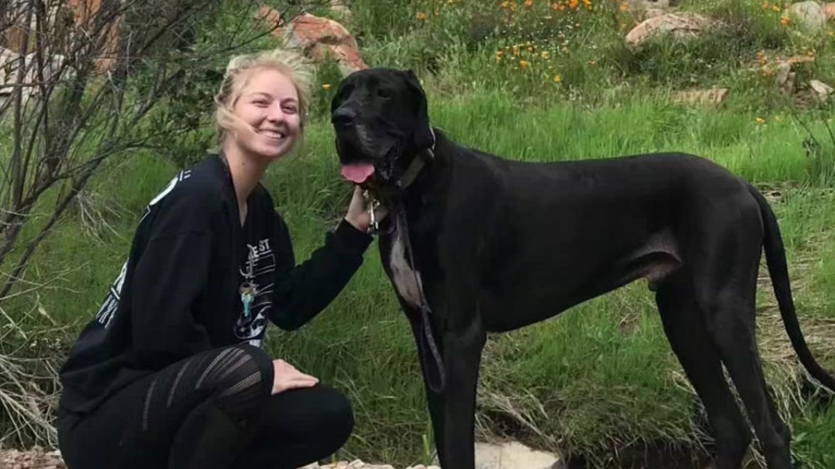 Beloved Pet Diagnosed With LifeThreatening Condition Saved Thanks to