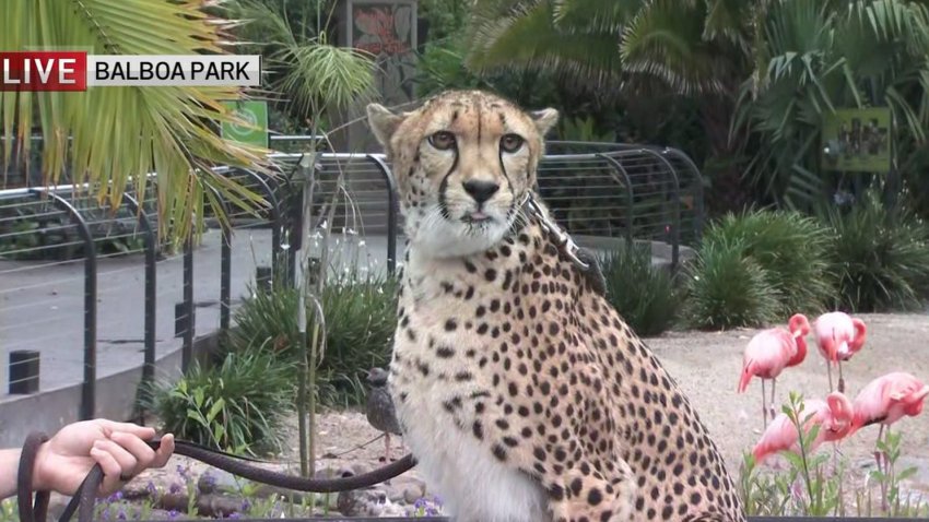 San Diego Zoo Prepares to Reopen