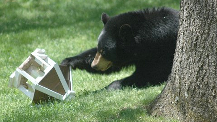 Avon bears 3