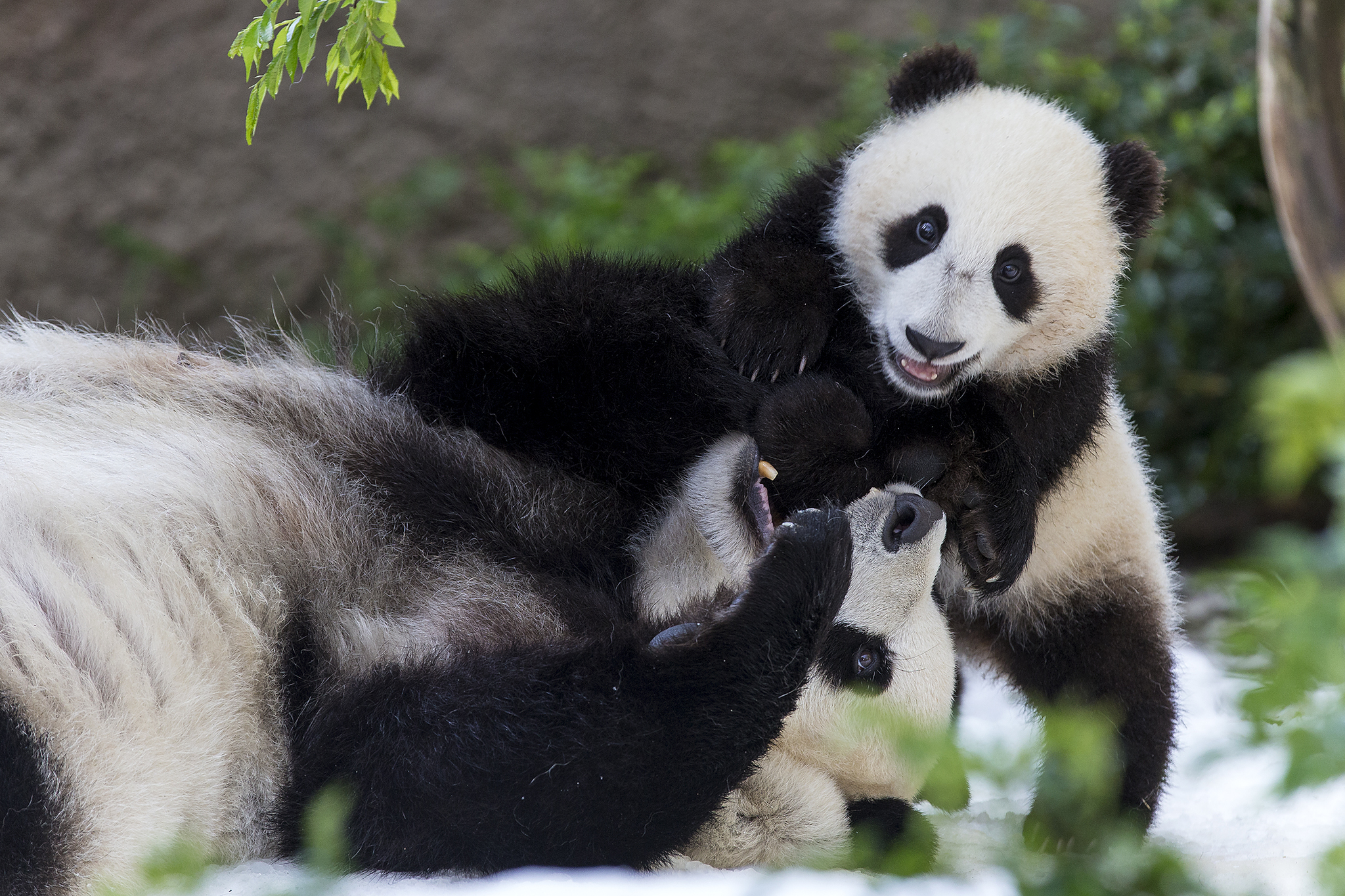 newborn baby panda bears