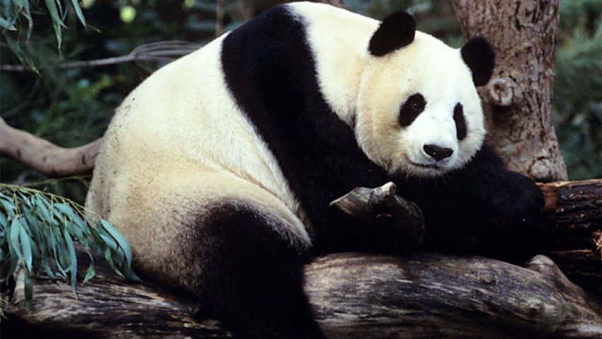 Bai-Yun-zoo-photo-2-aug-2015