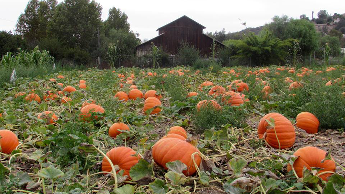 nbcsandiego.com - Mackenzie Stafford - From Pumpkin Patches to Beer Gardens, These San Diego Events Will Get You in the Fall Spirit