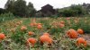 From Pumpkin Patches to Beer Gardens, These San Diego Events Will Get You in the Fall Spirit