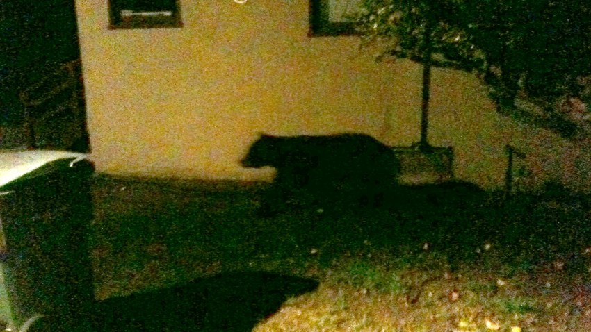 Bear Wanders Through San Luis Obispo