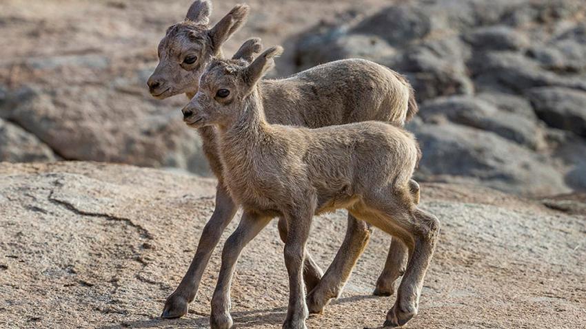 Prancing Into Spring: Desert Bighorn Sheep Lambs Born at San Die