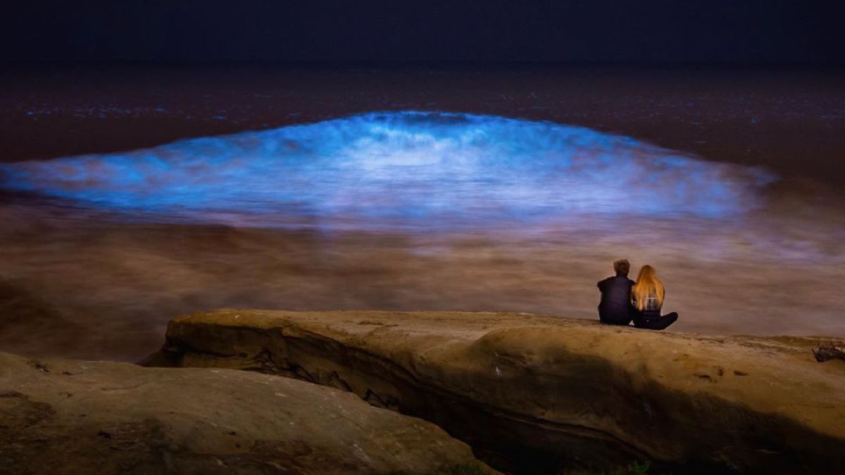 Search For Couple Stunning Bioluminescence Pic Shows Pair Enjoy