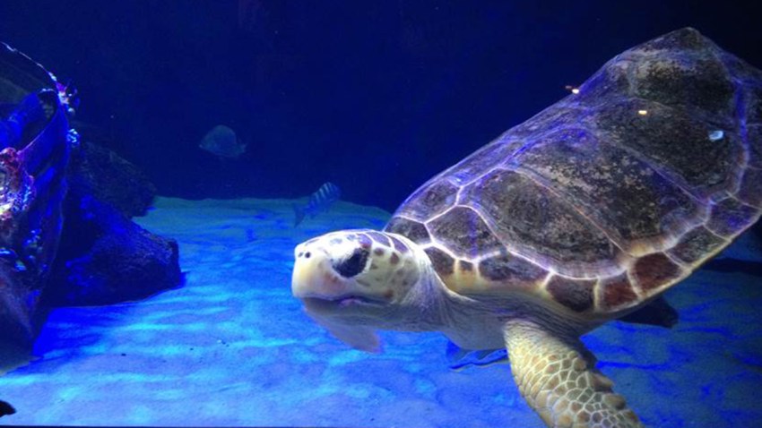 Birch aquarium turtle