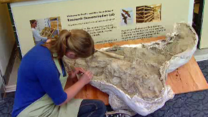 Bison-Fossil-may-13-2013