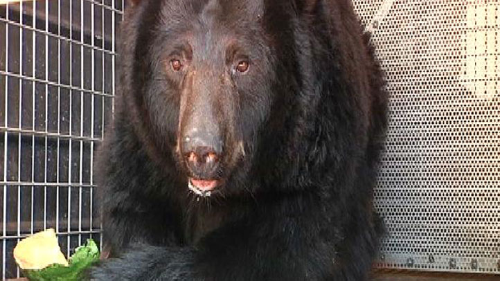 Black-Bear-LTB