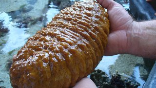 Sea Cucumber