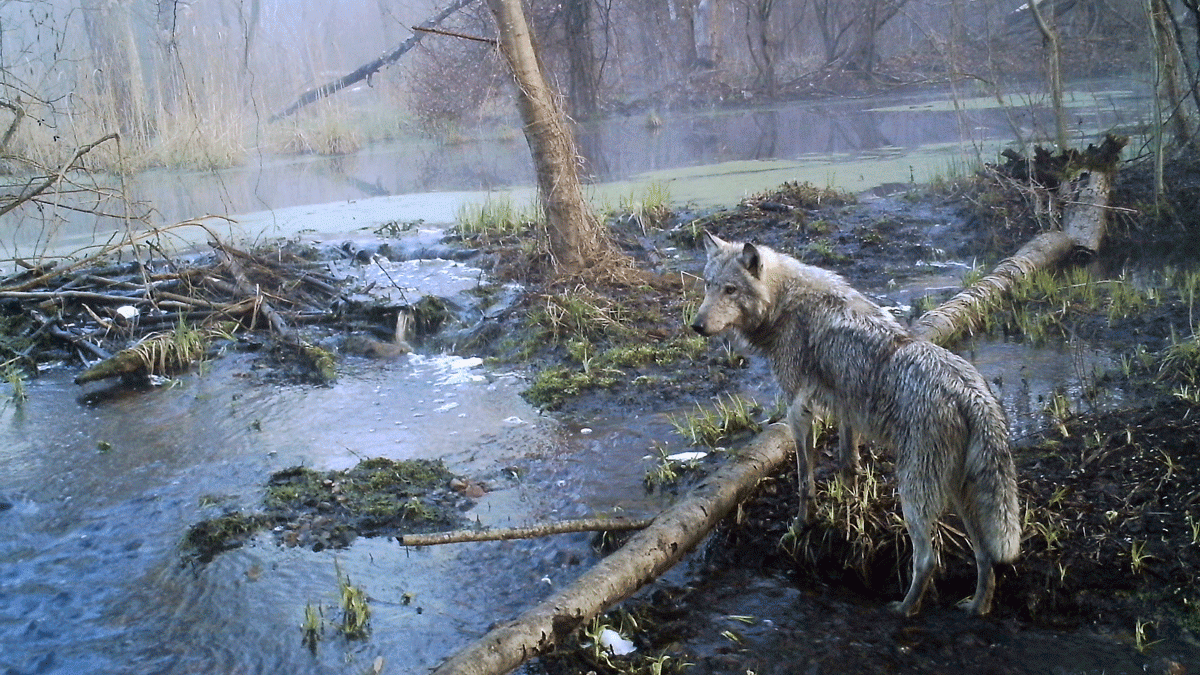 chernobyl-anniversary-disaster-exiled-humans-made-way-for-wildlife