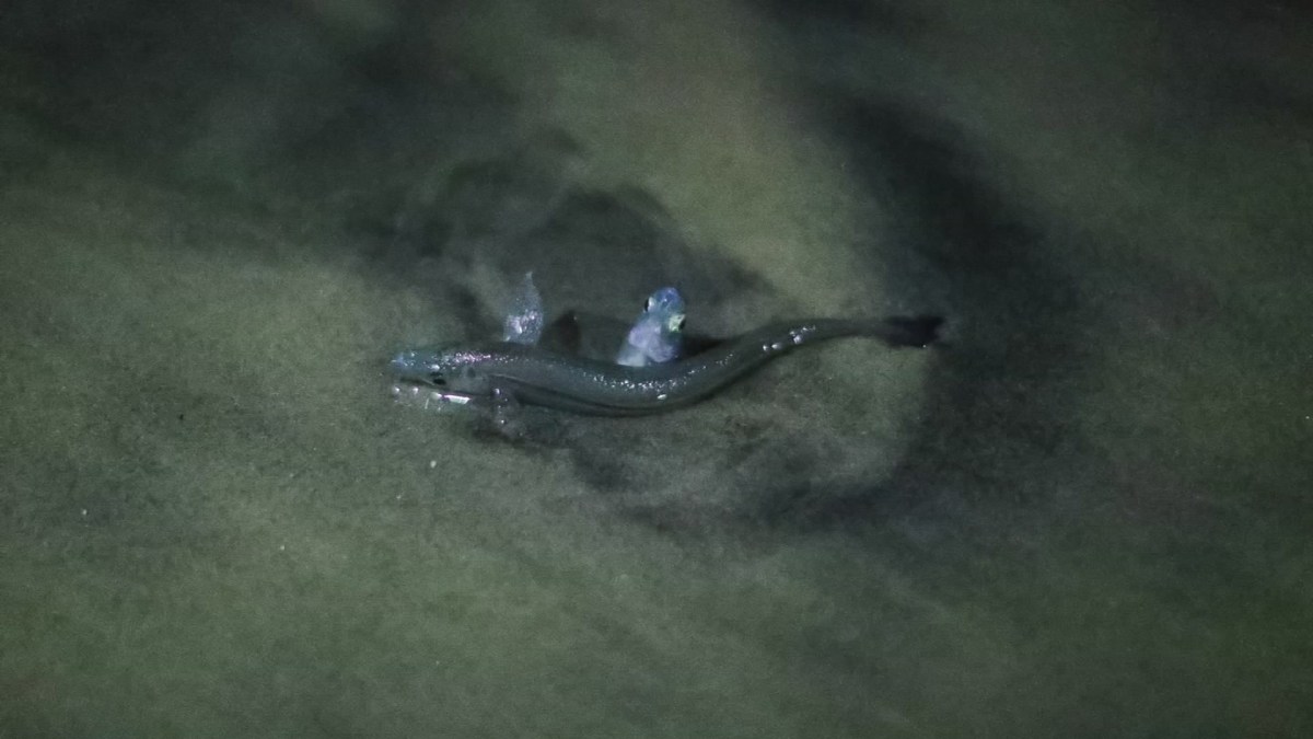 Fish Out of Water Thousands of Grunion Spawn on San Diego County