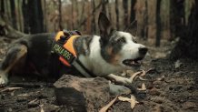 10 'Ooh' and 'Aww' Worthy San Diego Animal Stories From 2020 – NBC 7 San Diego 10 'Ooh' and 'Aww' Worthy San Diego Animal Stories From 2020 – NBC 7 San Diego