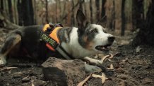 Koala sniffing dog in Australia.