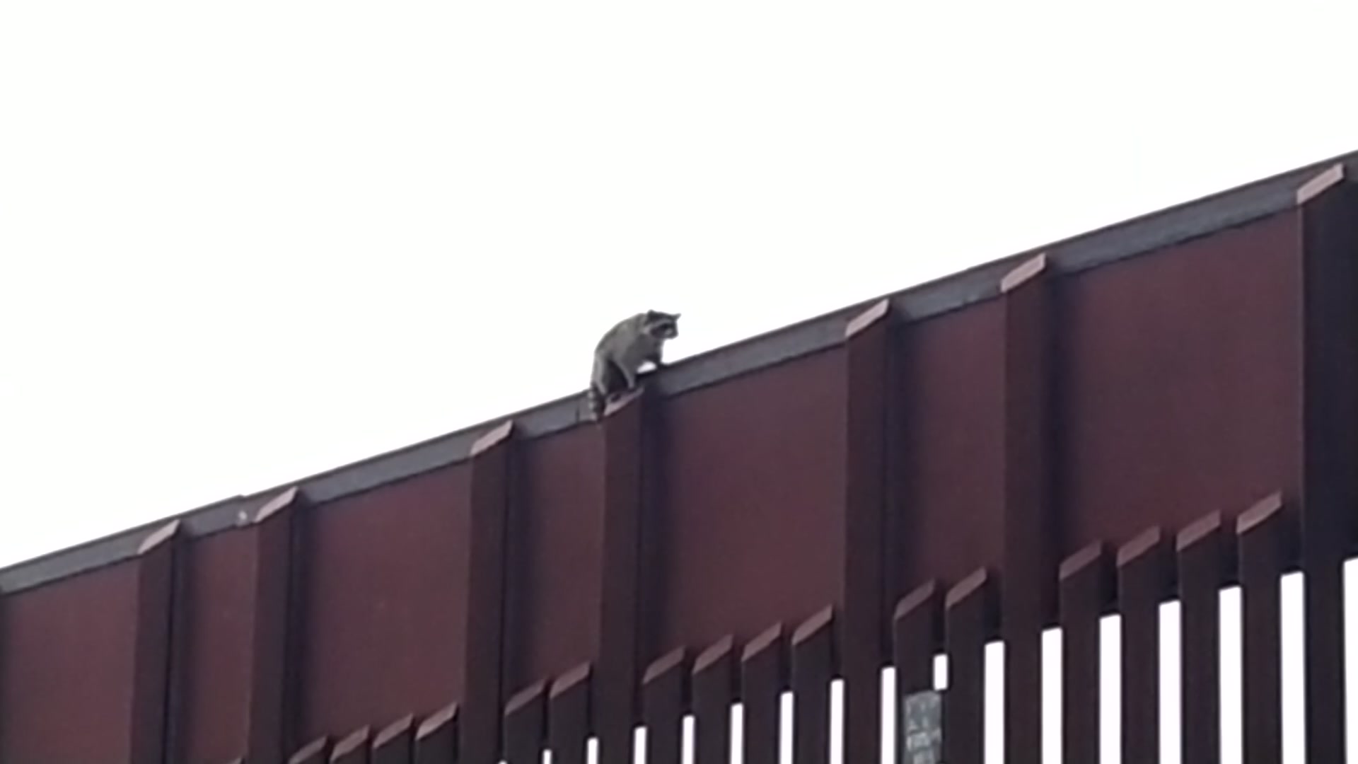 Raccoon Stuck on Top of Border Fence in Otay Mesa – NBC 7 San Diego
