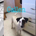 Callen dog