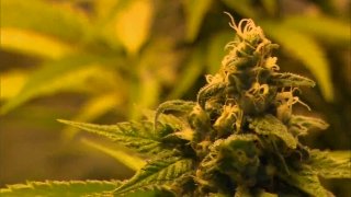 Cannabis1